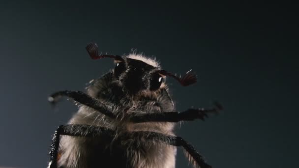 Icnaf Aanvaarde Macro Fotografie Van Mei Kever Portret Van Een — Stockvideo