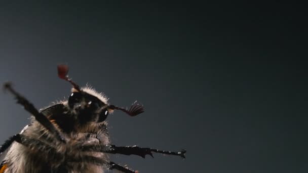 Chafer Oldu Mayıs Böceğimakro Fotoğraf Bir Böceğin Portresi — Stok video