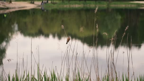 Natur Vass Sitter Fågel Bakgrunden Sjön — Stockvideo