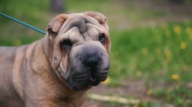 Sharpei köpek ırkı. Yavaş çekim video.