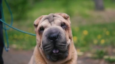 Sharpei köpek ırkı. Yavaş çekim video.