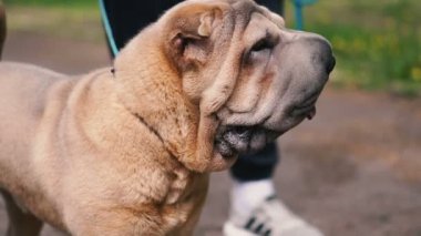 Sharpei köpek ırkı. Yavaş çekim video.