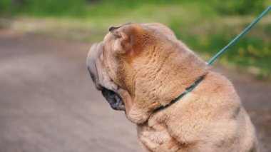 Sharpei köpek ırkı. Yavaş çekim video.