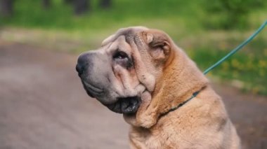 Sharpei köpek ırkı. Yavaş çekim video.