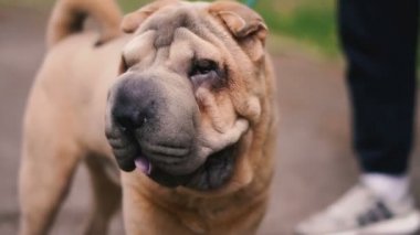 Sharpei köpek ırkı. Yavaş çekim video.