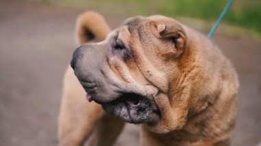 Sharpei köpek ırkı. Yavaş çekim video.