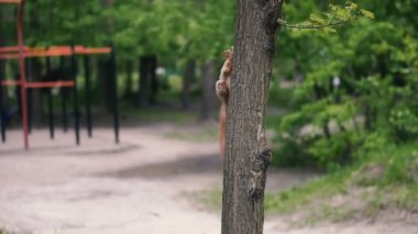 Sincaplar ormanda koşar.