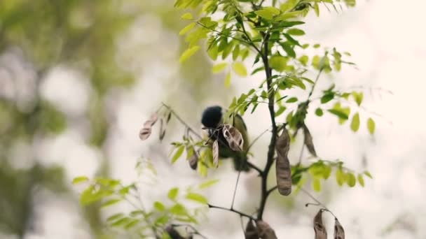 Sparrow Sitting Branch — Stock Video