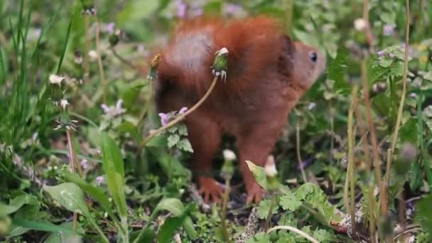 Les écureuils courent dans les bois 