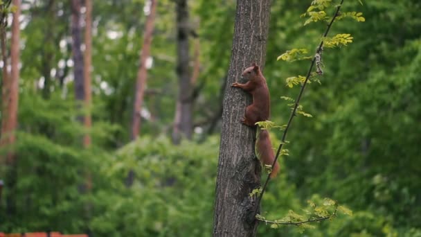 Les écureuils courent dans les bois 