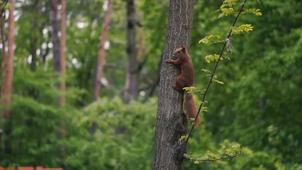 Білки Проходять Через Ліс — стокове відео