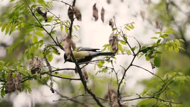 Sparrow Sitting Branch — Stock Video