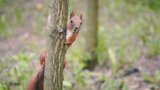 Les Écureuils Courent Dans Les Bois — Video