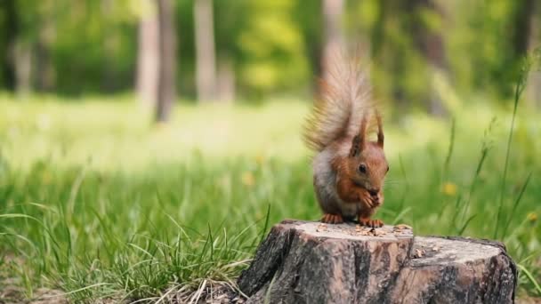 松鼠坐在树桩上吃核桃 — 图库视频影像