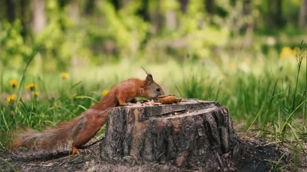 リスは切り株の上に座ってクルミを食べる — ストック動画