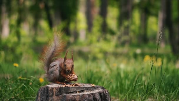 Écureuil Assoit Sur Une Souche Mange Une Noix — Video