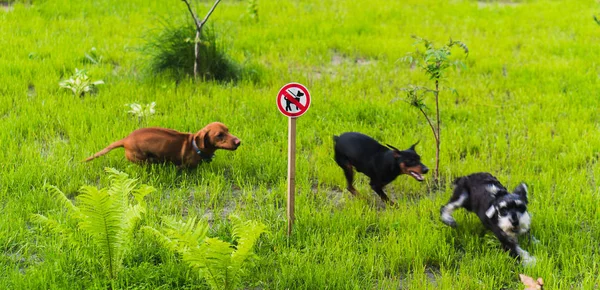禁止狗散步。在标志的背景，d — 图库照片