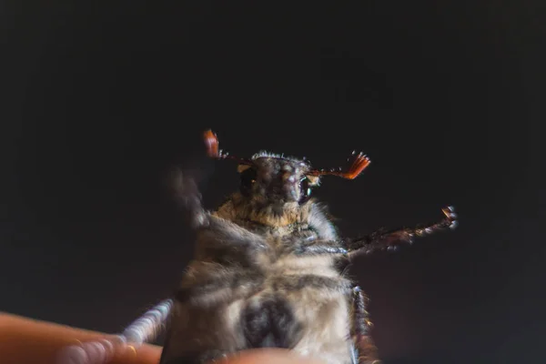 Chafer. Macro fotografía del escarabajo de mayo. Retrato de un escarabajo — Foto de Stock