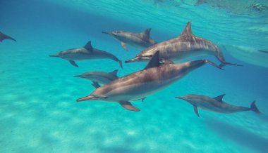Dolphins. A flock of dolphins swim in the open sea clipart