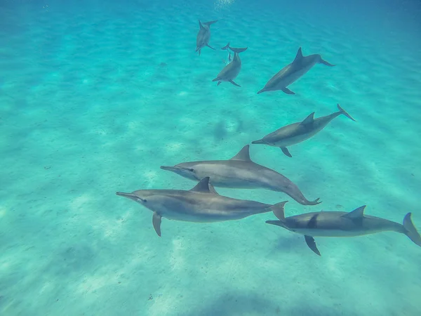 Delfines. Una bandada de delfines nadan en mar abierto — Foto de Stock