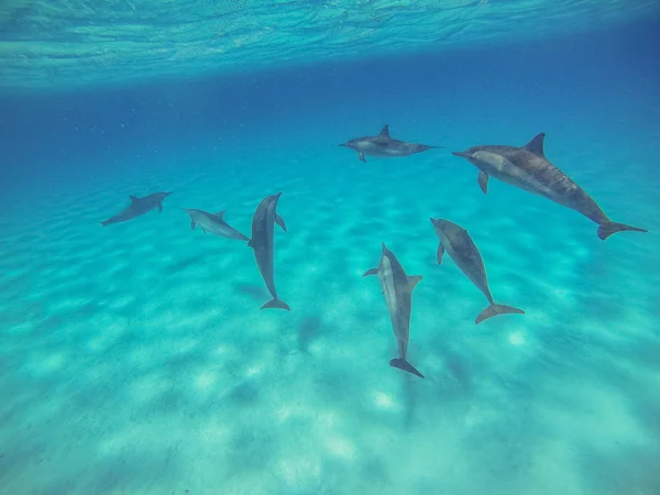 Dolfijnen. Een kudde dolfijnen zwemmen in de open zee — Stockfoto