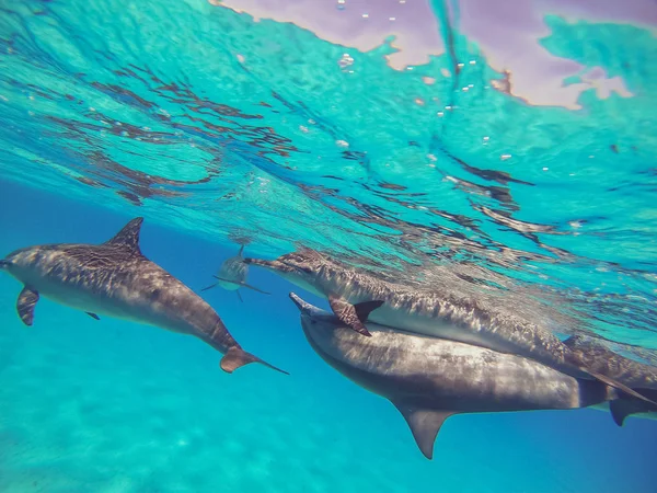 Delfines. Una bandada de delfines nadan en mar abierto — Foto de Stock