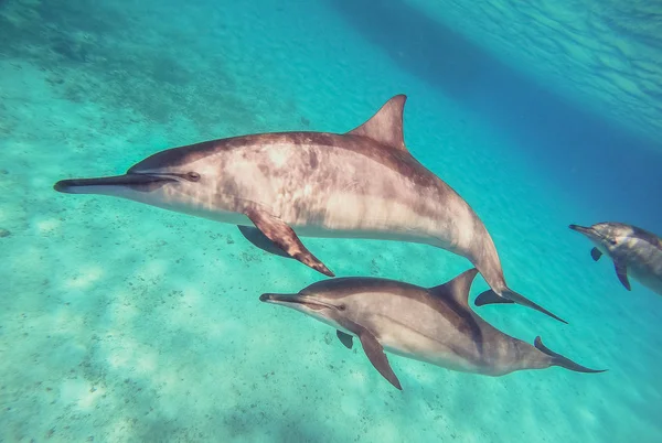 Delfíni. Na otevřeném moři plavou hejno delfínů — Stock fotografie