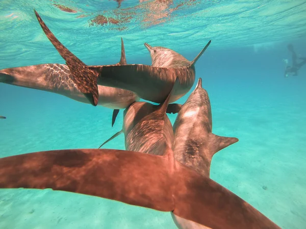 Delfini. Uno stormo di delfini nuota in mare aperto — Foto Stock