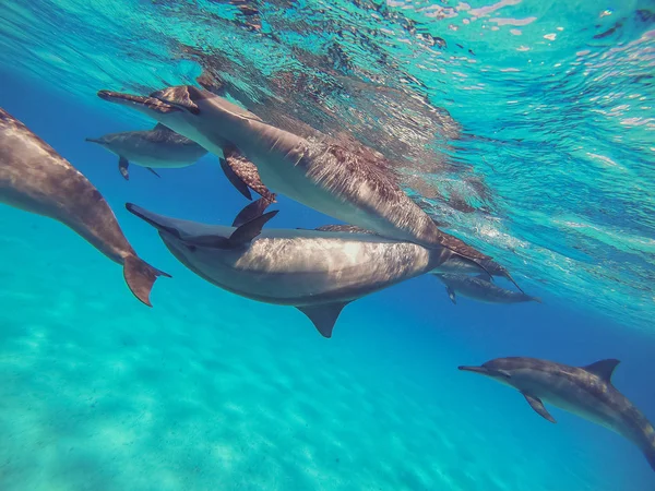 Delfini. Uno stormo di delfini nuota in mare aperto — Foto Stock