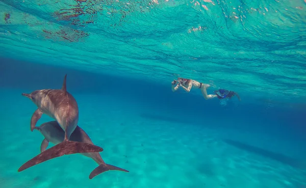Delfíni. Dívka se plaví s delfíny a střílí na ně — Stock fotografie