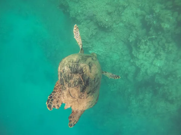 Schildkröte. Meeresschildkröte schwimmt im Roten Meer — Stockfoto