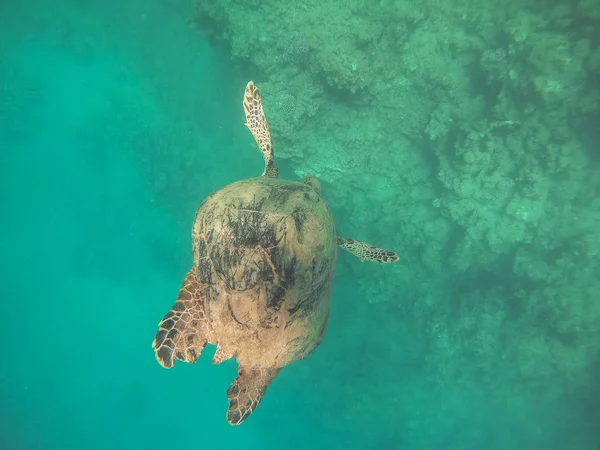 カメ。ウミガメは赤い海で泳ぐ — ストック写真