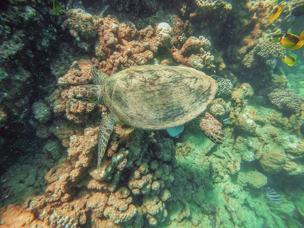Tortue. La tortue de mer nage dans la mer rouge — Photo