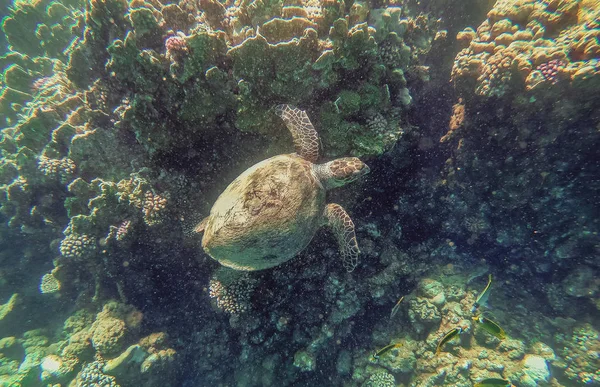 Tartaruga. Tartaruga marina nuota nel mare rosso — Foto Stock
