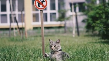 Köpek gezdirmek yasaktır. Kedi tabelanın yanında çimenlerin üzerinde yatıyor 
