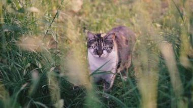 Kedi. Kedi çimenlerde oturur.