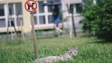 Köpek gezdirmek yasaktır. Kedi tabelanın yanında çimenlerin üzerinde yatıyor 