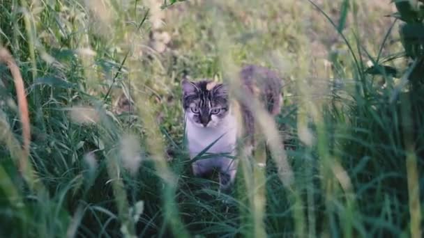 Γάτα Γάτα Κάθεται Στο Γρασίδι — Αρχείο Βίντεο