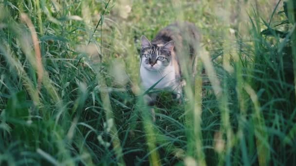 Gatto Gatto Siede Nell Erba — Video Stock