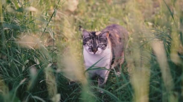 猫は草の中に座っている — ストック動画