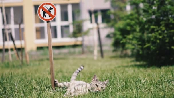 Camminare Con Cani Vietato Gatto Sdraiato Sull Erba Vicino Segno — Video Stock