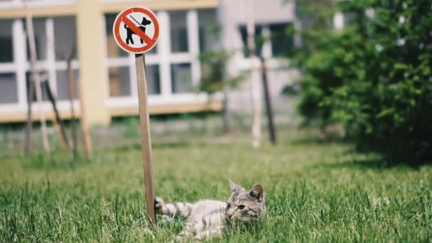 Выгуливать Собаку Запрещено Кот Лежит Траве Возле Знака Выгуливание Собаки — стоковое видео