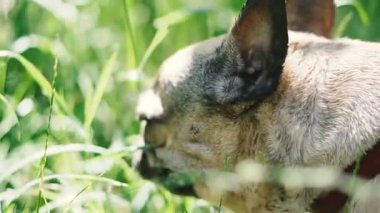 Köpek ırkı Fransız Bulldog ot yiyor