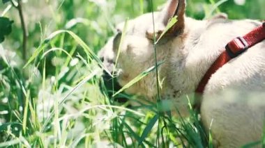 Köpek ırkı Fransız Bulldog ot yiyor