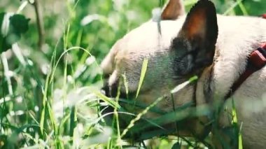 Köpek ırkı Fransız Bulldog ot yiyor