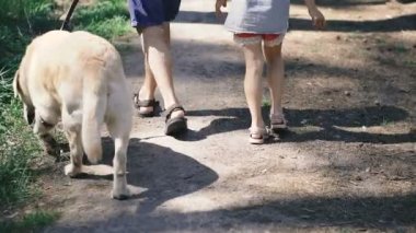 Köpekleri gezdiriyorum. İnsanlar bir köpek cins Labrador yürüyüş