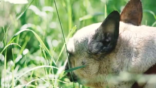 犬の品種フレンチブルドッグは草を食べる — ストック動画