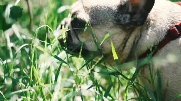 Σκύλος Φυλή Γαλλικό Μπουλντόγκ Τρώει Γρασίδι — Αρχείο Βίντεο