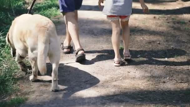 Paseando Los Perros Gente Paseando Una Raza Perro Labrador — Vídeos de Stock