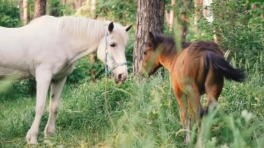 Foal. At ormanda bir tay ile yürüyor